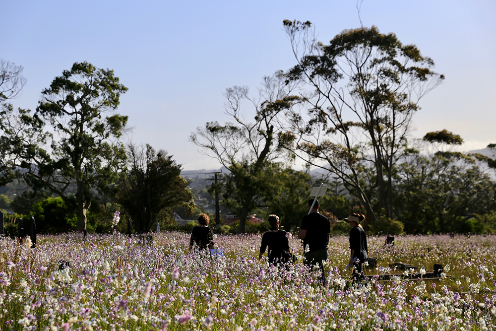 Group crossing wildflower field in cemetery